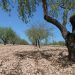 AVA-ASAJA pide medidas para el sector de la almendra por la sequía y los bajos precios