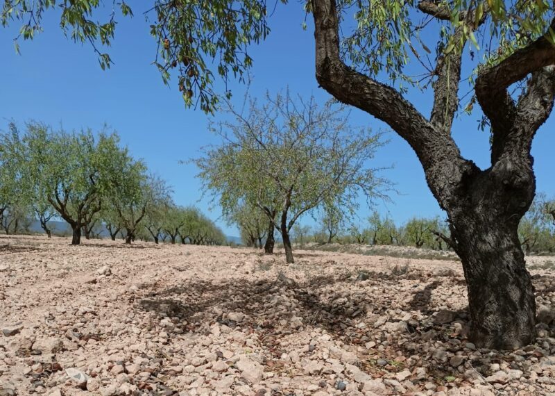AVA-ASAJA pide medidas para el sector de la almendra por la sequía y los bajos precios