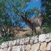Más de cien agricultores del Valle de Ayora plantean una demanda colectiva por la fauna salvaje
