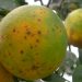 Intercitrus exige a la Comisión Europea que tome medidas ante las 26 detecciones de plagas y enfermedades en las importaciones de agosto