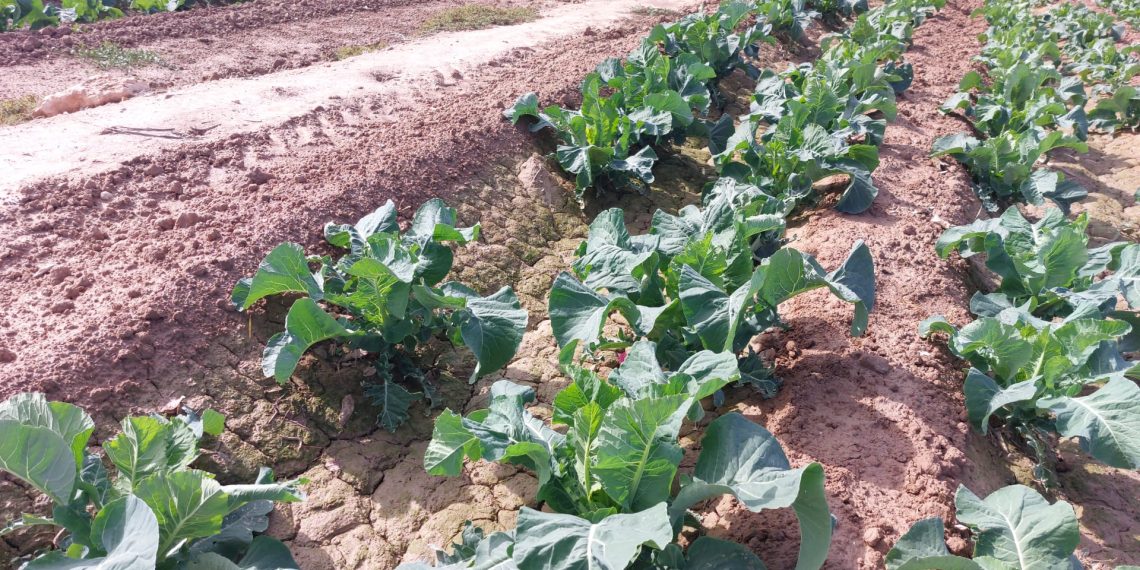 Las lluvias de esta semana permitirán la siembra de cereal en la provincia