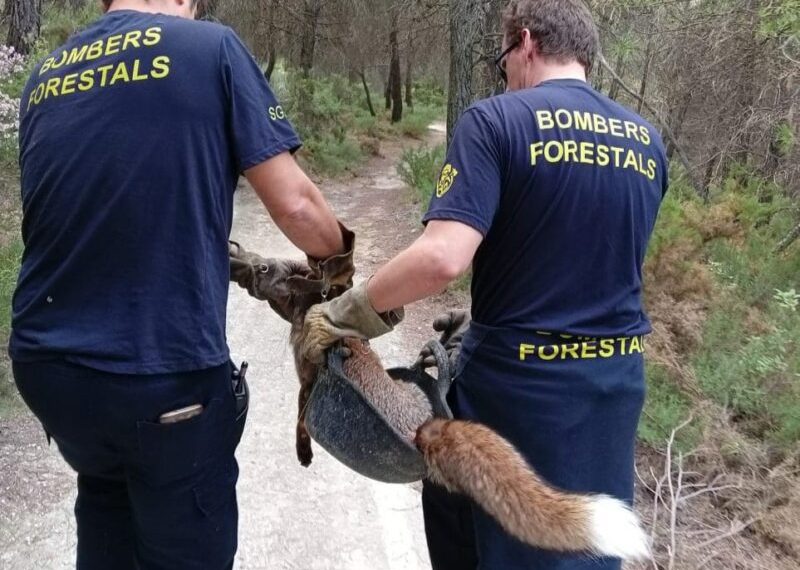 Emergencias recibe un 55% de avisos por abandono de animal