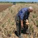 La Comunidad Valenciana lidera el envejecimiento del campo con un 49,9% de mayores de 65 años