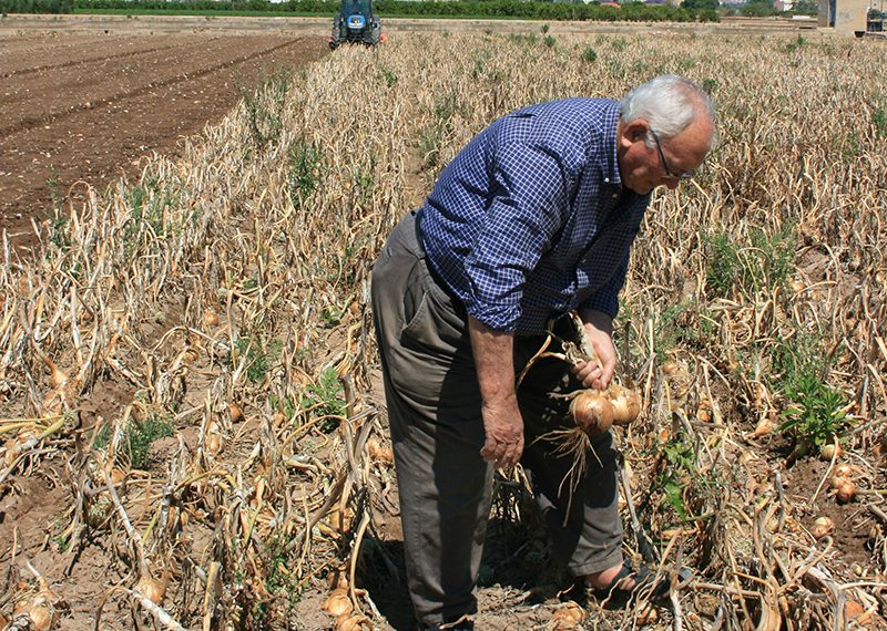 La Comunidad Valenciana lidera el envejecimiento del campo con un 49,9% de mayores de 65 años