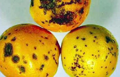 Crece la presión para cerrar fronteras tras detectar 7 nuevos casos de mancha negra en los cítricos provenientes de Sudáfrica