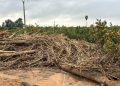 Barrachina: “El prohibicionismo de la CHJ impide a los ayuntamientos limpiar sus cauces y barrancos para minimizar el riesgo de inundaciones”