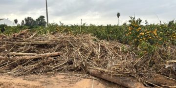 Barrachina: “El prohibicionismo de la CHJ impide a los ayuntamientos limpiar sus cauces y barrancos para minimizar el riesgo de inundaciones”