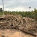 Barrachina: “El prohibicionismo de la CHJ impide a los ayuntamientos limpiar sus cauces y barrancos para minimizar el riesgo de inundaciones”