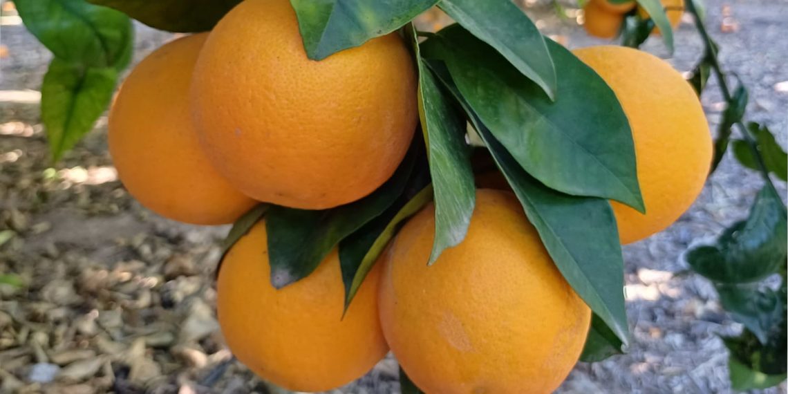 ASAJA Alicante y ASAJA Andalucía exigen precios justos para los productores de naranjas destinadas a zumo