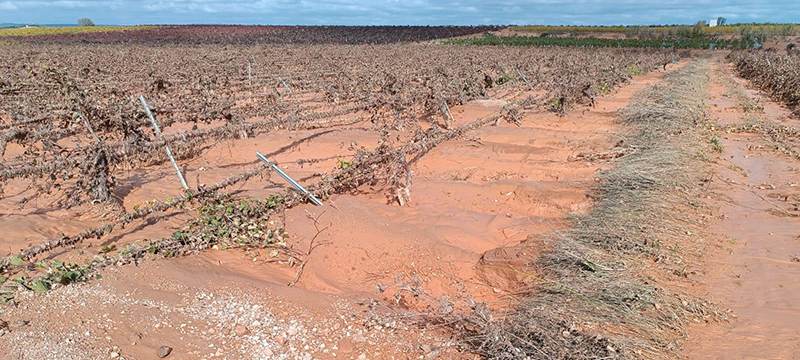 AVA-ASAJA estima que la DANA causa unas pérdidas de 1.089 millones en la agricultura valenciana