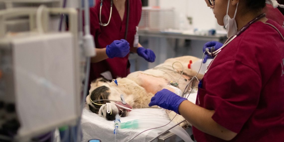 El Hospital Clínico Veterinario de la CEU UCH presta atención veterinaria a animales afectados por la DANA