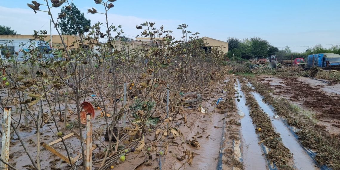 Una campaña que ayuda a los agricultores afectados por la DANA en València