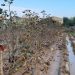 Una campaña que ayuda a los agricultores afectados por la DANA en València
