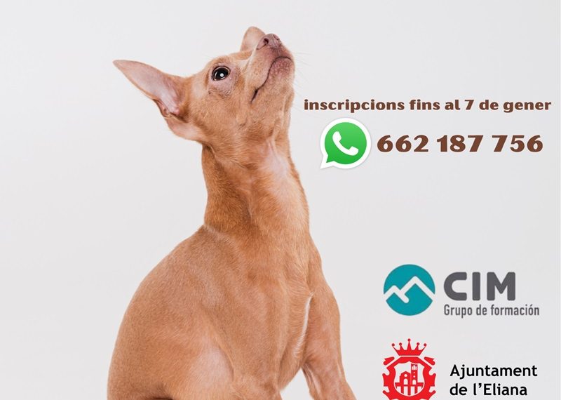 Nueva edición del curso gratuito de Educación Canina sobre técnicas de obediencia y educación