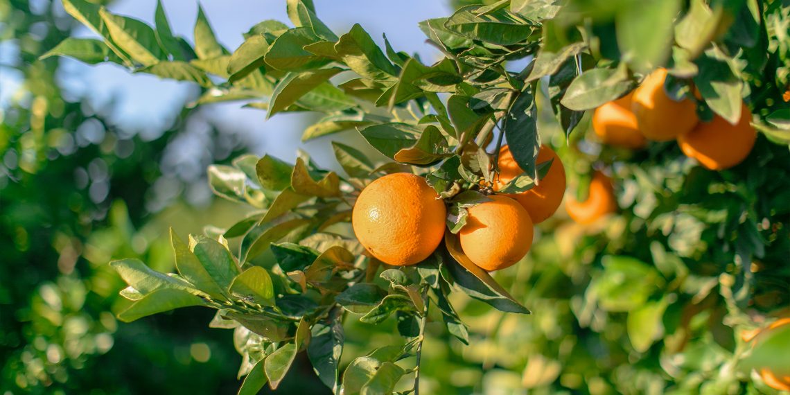 Mercadona prevé comprar 57.650 toneladas de naranja cultivada en la Comunidad Valenciana