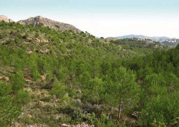 La Diputació de Valencia aprueba ayudas a municipios para gestión forestal y prevención de incendios