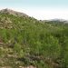 La Diputació de Valencia aprueba ayudas a municipios para gestión forestal y prevención de incendios