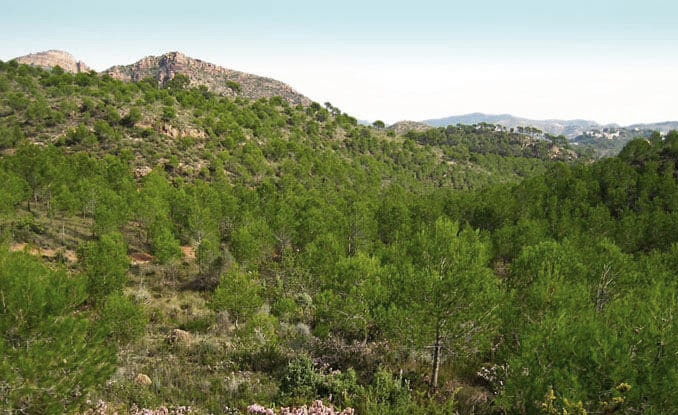 La Diputació de Valencia aprueba ayudas a municipios para gestión forestal y prevención de incendios