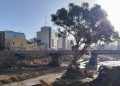La Generalitat certifica que 48 árboles protegidos resisten al impacto de las inundaciones