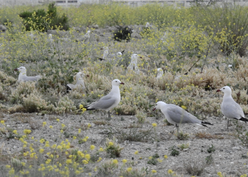 Medio Ambiente registra 5.340 parejas de gaviota ‘Audouin’ en la Comunitat Valenciana que consolidan la conservación de la especie