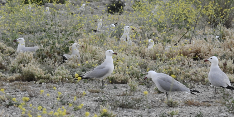 Medio Ambiente registra 5.340 parejas de gaviota ‘Audouin’ en la Comunitat Valenciana que consolidan la conservación de la especie