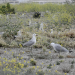 Medio Ambiente registra 5.340 parejas de gaviota ‘Audouin’ en la Comunitat Valenciana que consolidan la conservación de la especie