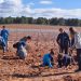 Alumnos de la Escuela Félix Jiménez celebran el Día del Árbol con los colegios de Requena