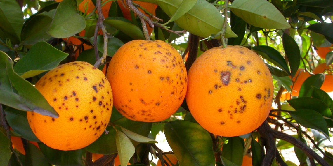 Intercitrus aborda con Economía el panel en la OMC por las medidas fitosanitarias a Sudáfrica