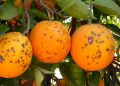 Intercitrus aborda con Economía el panel en la OMC por las medidas fitosanitarias a Sudáfrica