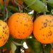 Intercitrus aborda con Economía el panel en la OMC por las medidas fitosanitarias a Sudáfrica