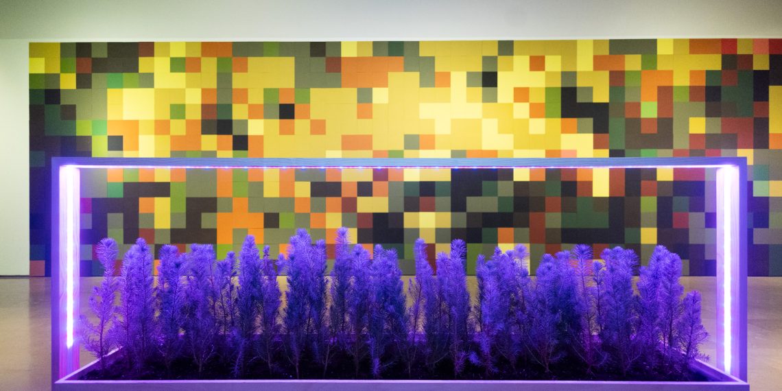 El Centre del Carme presenta una exposición que promueve la reforestación del bosque valenciano