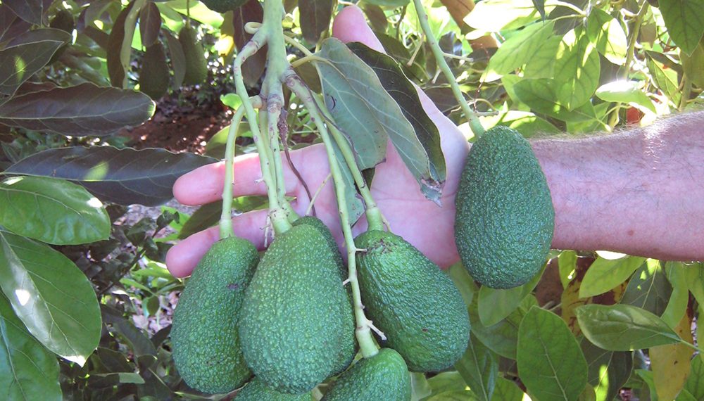 AVA-ASAJA y ASOPROA prevén un 10% más de producción de aguacate valenciano