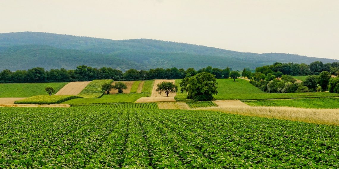 Agricultura establece las bases de ayudas para fomentar la innovación, digitalización y sostenibilidad en zonas agrícolas y rurales