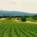 Agricultura establece las bases de ayudas para fomentar la innovación, digitalización y sostenibilidad en zonas agrícolas y rurales