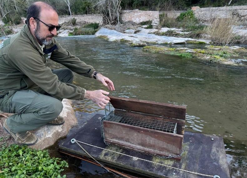 Medio Ambiente intensifica la lucha contra el visón americano para proteger la biodiversidad de la Comunitat Valenciana