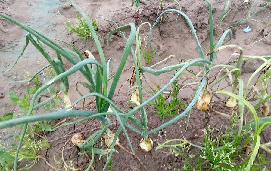 Las lluvias y la falta de materias eficaces arrasan más del 80% de las cebollas valencianas