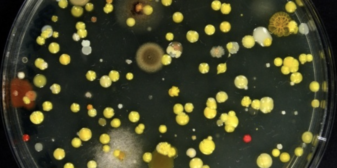 El IVC presenta en Espai LaGranja una muestra abierta del proyecto de investigación ‘Medios de cultivo’