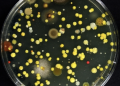 El IVC presenta en Espai LaGranja una muestra abierta del proyecto de investigación ‘Medios de cultivo’