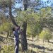 El proyecto MONAU refuerza la conservación de aves forestales en Sinarcas con un récord de ocupación en sus cajas nido
