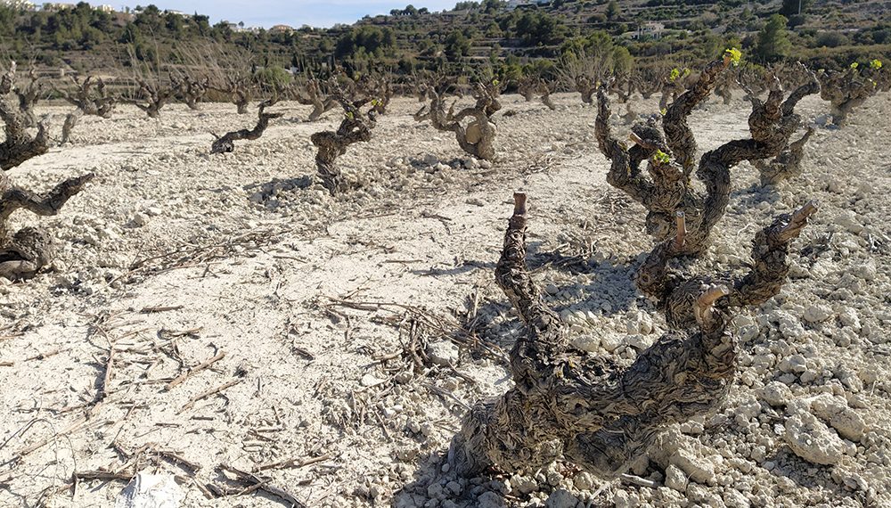 AVA-ASAJA pide extender las ayudas a todos los sectores agrarios afectados