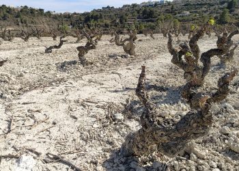 AVA-ASAJA valora las ayudas de la sequía a los frutos secos pero pide extenderlas a todos los sectores agrarios afectados
