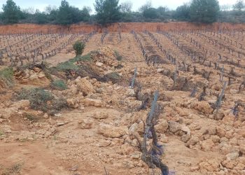 AVA-ASAJA: «Los viticultores reclaman ya las reparaciones de la DANA ante el inicio de la brotación»