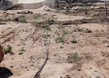 Un vivero afectado por la DANA sufre robos de maquinaria y cobre con daños de 150.000 euros