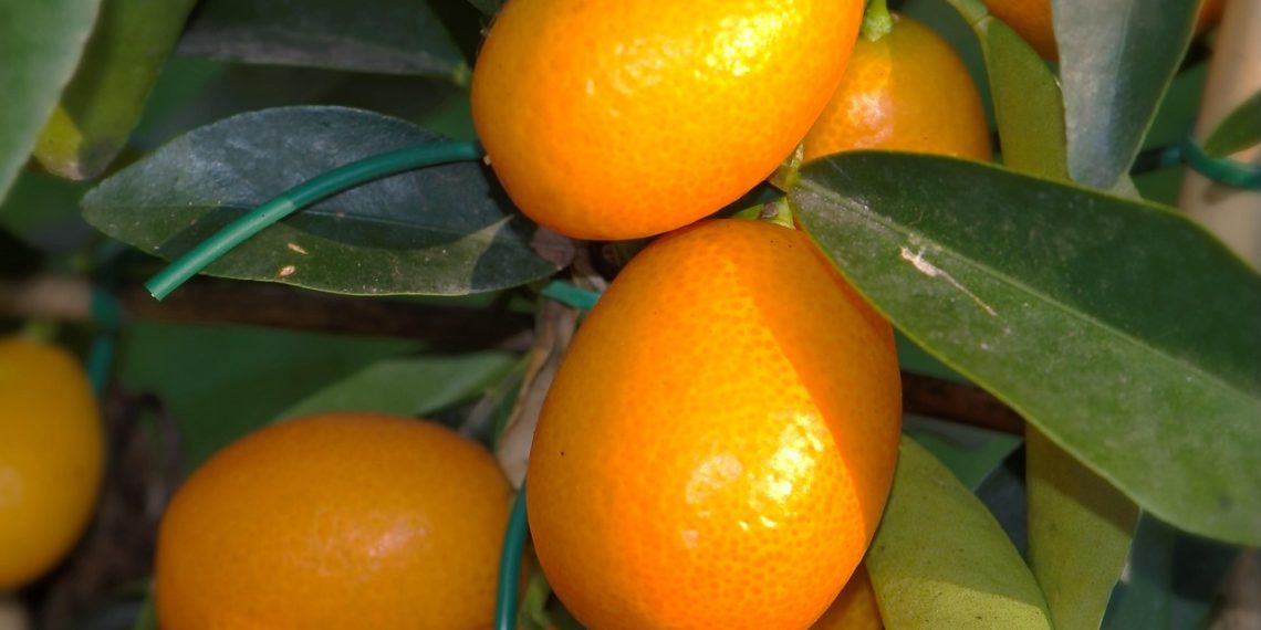 La Generalitat refuerza su apuesta por una citricultura valenciana más innovadora y competitiva