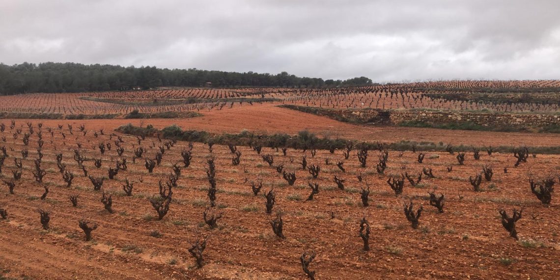 Ava Asaja: «Las lluvias resultan de momento muy positivas para aliviar la sequía en los cultivos de interior»