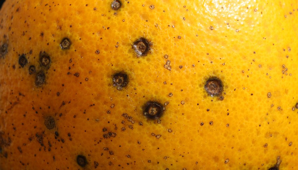 El sector citrícola valora que la CE prorrogue tres años los controles de la mancha negra