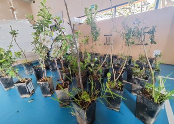 Un proyecto solidario recupera el jardín de un colegio de Alfafar tras los daños de las riadas con apoyo de Medio Ambiente