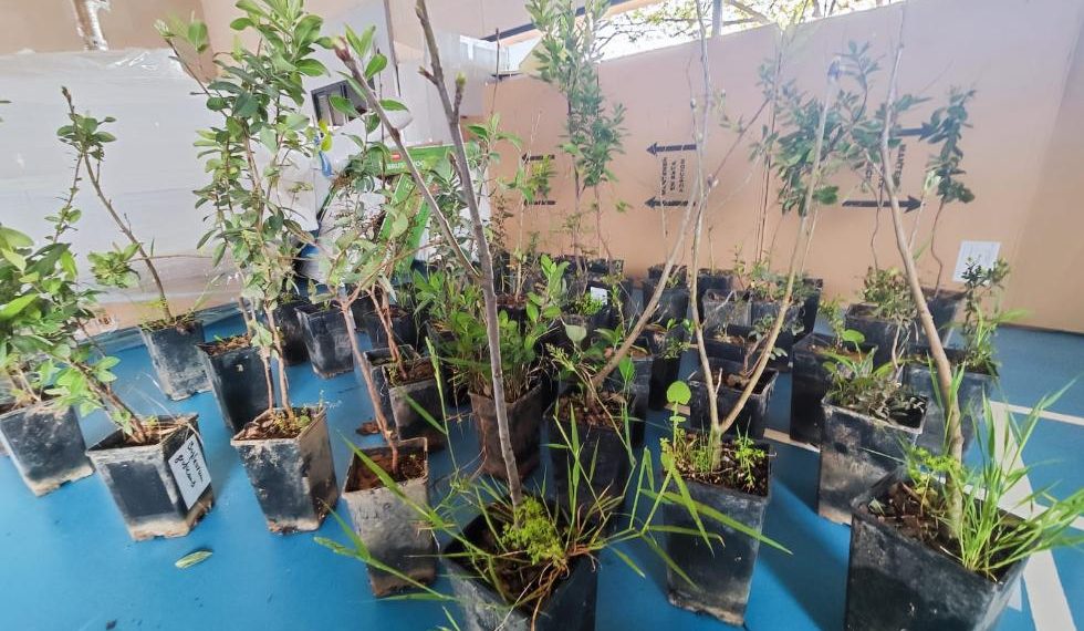 Un proyecto solidario recupera el jardín de un colegio de Alfafar tras los daños de las riadas con apoyo de Medio Ambiente