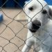 La Generalitat reparte cerca de 54.000 kilos de ayuda para protectoras de animales afectadas por la riada