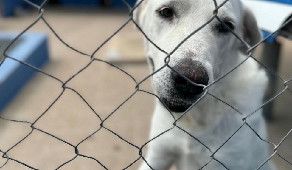 La Generalitat reparte cerca de 54.000 kilos de ayuda para protectoras de animales afectadas por la riada